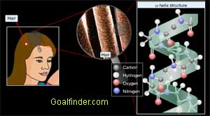 Pigments and structure of hair protein