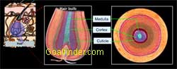 Hair, medulla, cortex and cuticle