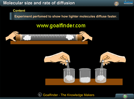Molecular size and rate of diffusion