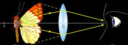ray diagram magnification