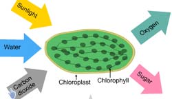 Learn how constituents react to produce sugar(glucose) inside chloroplast