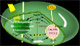 Photosynthesis Advanced animated biology