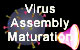 Virus Assembly 